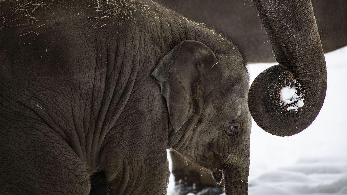 Před deseti lety se narodilo první sloní mládě v Praze